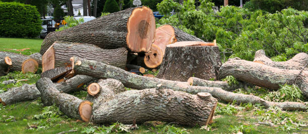 How Our Tree Care Process Works  in  Woods Hole, MA