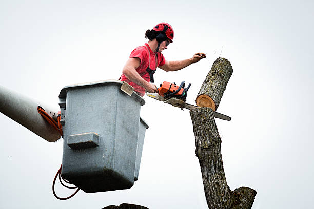 Woods Hole, MA Tree Services Company