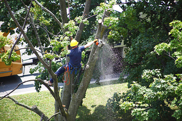 Grass Overseeding in Woods Hole, MA